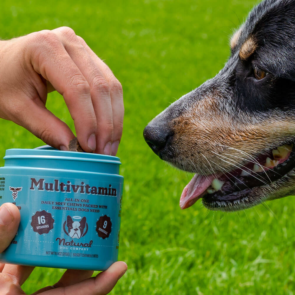 Clean Wellness for Happy Dogs
